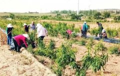 <b>大只500怎么给桃树苗施肥好?</b>