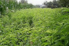 <b>栽种桃树苗的原因有哪些大只500注册?</b>