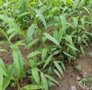 <b>大只500栽种桃树苗什么季节好?</b>