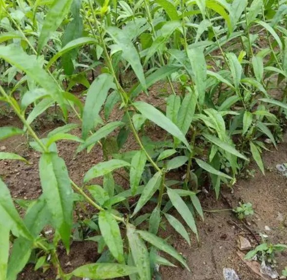 大只500栽种桃树苗什么季节好?