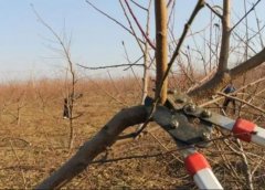 <b>怎么修剪冬桃树苗好大只500注册?</b>
