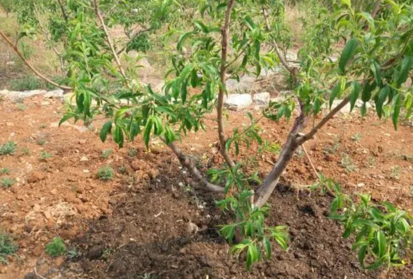 大只500桃树苗休眠期后的需冷量不要忽视