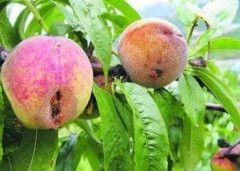 <b>大只500怎么预防桃树苗蛀果害虫?</b>