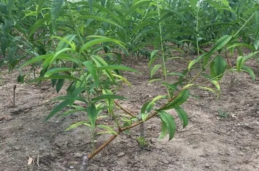 你知道桃树苗的金牌大只快育技术吗?