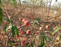 <b>桃树苗怎么管理好?看这里大只500注册</b>