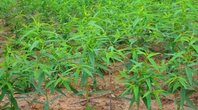 大只500怎么栽培桃树苗好?看这里