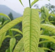 <b>大只500桃树苗对氮元素的需要不能忽视</b>