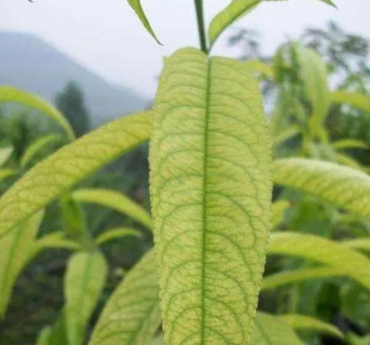 大只500桃树苗对氮元素的需要不能忽视