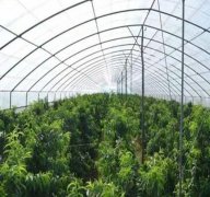 <b>桃树苗大棚怎么建造好呢大只500注册?</b>