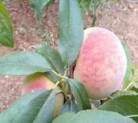 <b>选购桃树苗要注意什么?您知道吗大只500注册?</b>