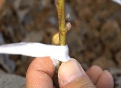 <b>大只500桃树苗嫁接的重点有哪些?</b>