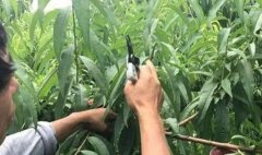 <b>大只500为什么夏季桃树苗要修剪？</b>