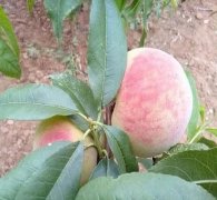 <b>大只500桃树苗种植注意事项</b>