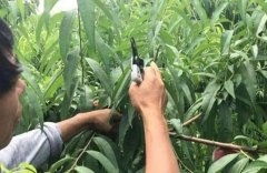 <b>大只500夏季桃树苗修剪需要注意什么？</b>