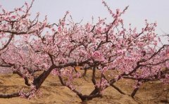 <b>大只500桃树苗花后管理技巧</b>