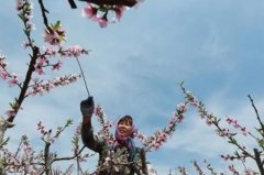 <b>大只500桃树苗授粉，知道该怎么做吗？</b>