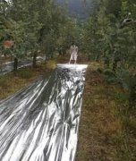 <b>如何为桃树苗铺设反光膜大只500注册？</b>