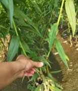 <b>大棚适合种植什么样的桃树苗？怎么大只500注册</b>
