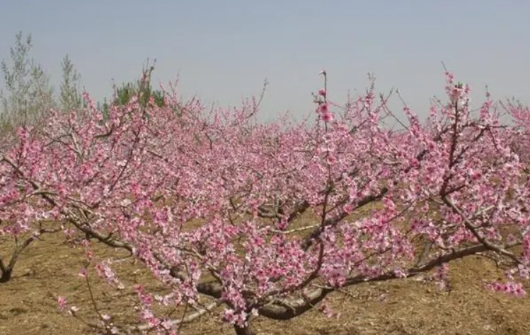 桃树苗花期的管理方法,你知道吗大只500注册?