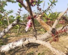<b>大只500注册桃树苗面对白介壳虫应该怎么防治？</b>