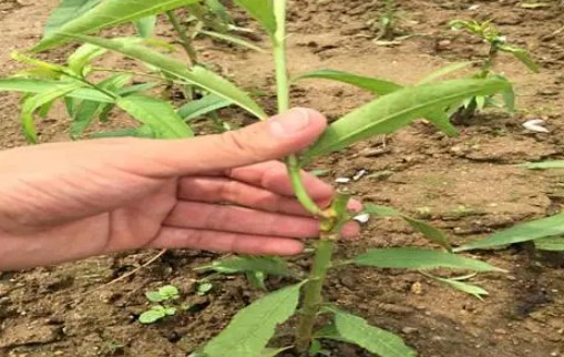 磷和钾为什么可以提高桃树苗的抗病能力大只500注册?