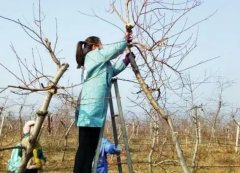 <b>大只500桃树苗修剪在不同树龄时要注意哪些问题</b>