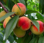 <b>大只500桃树苗栽植的三个注意点</b>