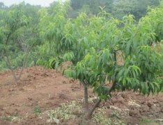 <b>大只500桃树苗什么时候施肥好？</b>