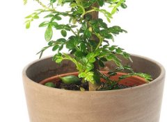 <b>盆栽桃树苗如金牌大只何种植？</b>