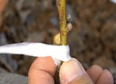 <b>桃树苗嫁接金牌大只有什么作用？</b>