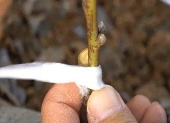 桃树苗嫁接金牌大只有什么作用?