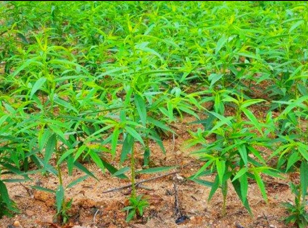 夏季如何对桃金牌大只树苗进行管理?
