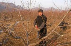 <b>冬季桃树苗修剪有什么好处大只500注册？</b>