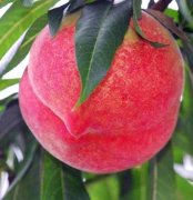 <b>冬季可以种植桃树苗吗大只500注册？</b>