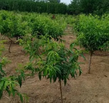 春季,桃树苗的管金牌大只理方法,你知道吗?