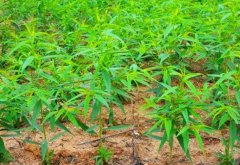 <b>桃树苗种植怎金牌大只么做，有什么方法？</b>