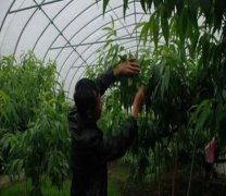 <b>在面对水这一方面，桃树苗如何管理大只500注册</b>