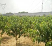 <b>桃树苗人工授粉金牌大只注意事项和方法，有哪</b>