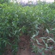<b>桃树苗土壤很重要大只500注册，有什么管理方法</b>