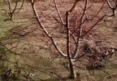 <b>桃树苗抽条是什么原因造成的大只500注册？</b>