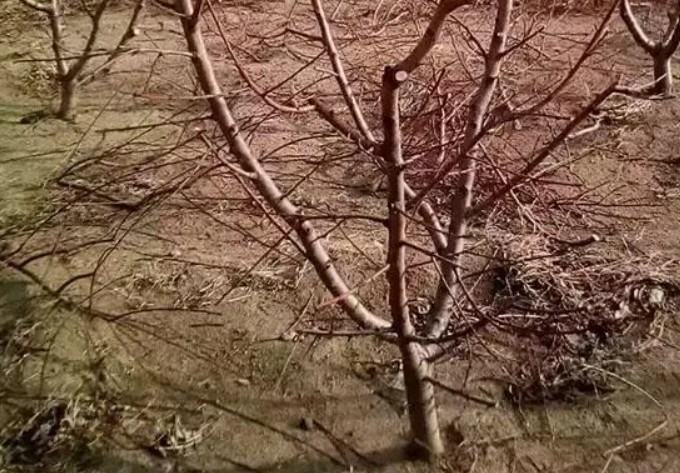 桃树苗抽条是什么原因造成的大只500注册？