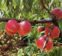 <b>如何防治桃树苗烂果？你知道吗大只500注册？</b>
