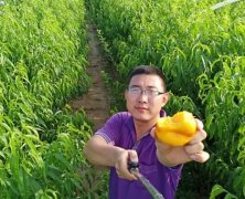 <b>大只500注册微量元素在桃树苗中有什么作用？</b>