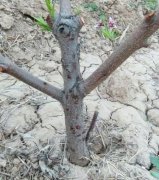 <b>桃树苗假死是大只500什么原因造成的？</b>