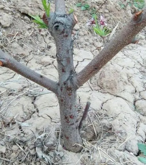 桃树苗假死是大只500什么原因造成的？