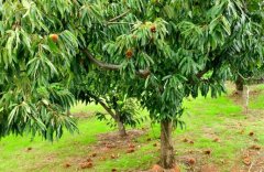 <b>温室种植桃树苗，有什么好处大只500注册？</b>