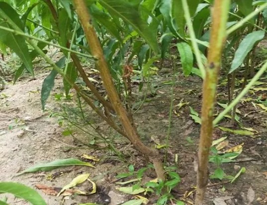 大只500如何判断桃树苗根部是否有问题？