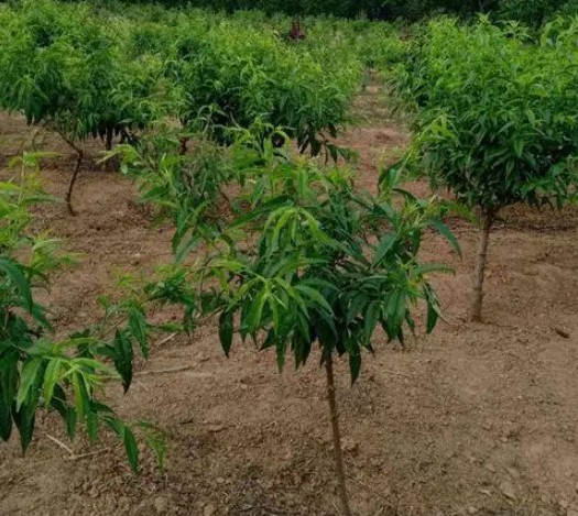 桃树苗移栽成活的因素有哪些大只500注册？