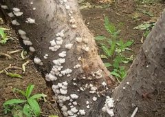 <b>桃树苗木腐病如何防治大只500注册？</b>
