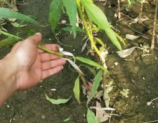 <b>大只500注册桃树苗压条繁殖应该怎么做？</b>